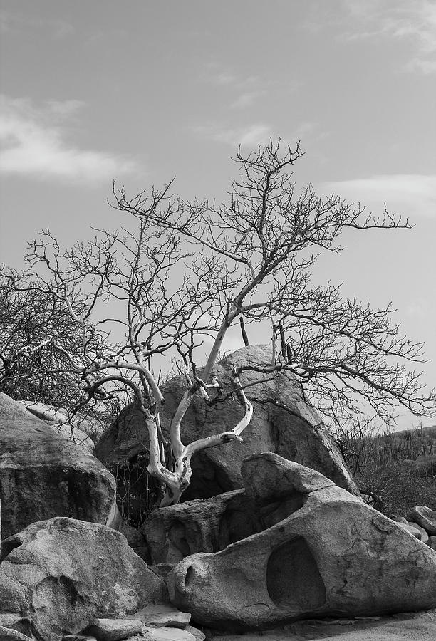 Tree on the Rocks Photograph by Robert Wilder Jr
