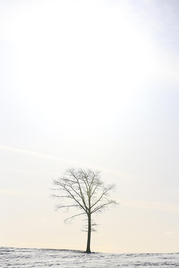 Tree on White Photograph by Gary Corbett