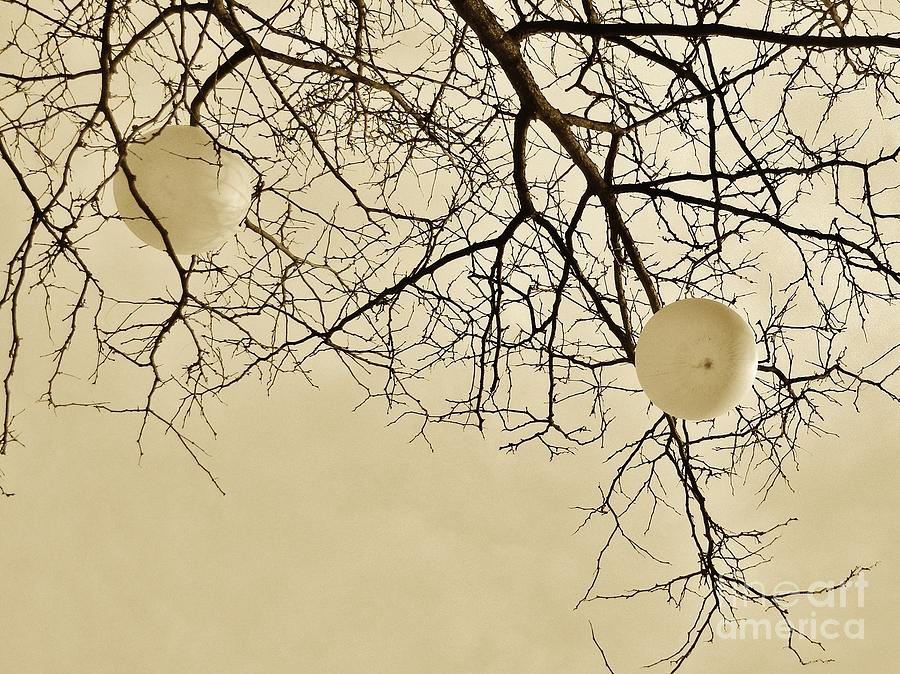 Tree Orbs Photograph by Reb Frost