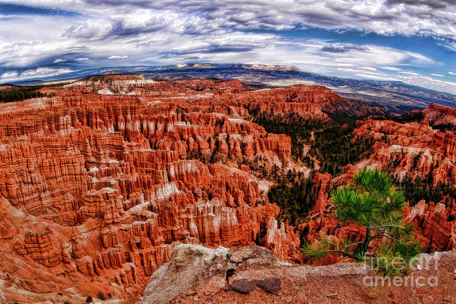 Tree Over Bryce Amphitheater Photograph by Blake Richards