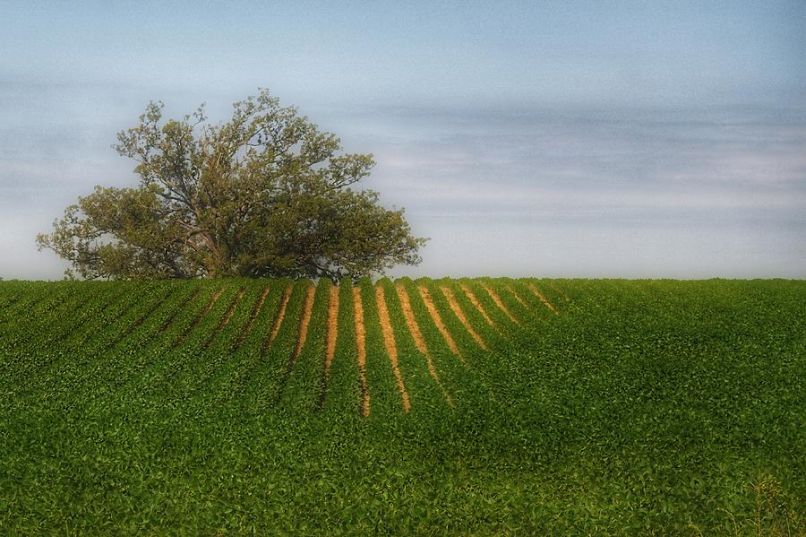 9010 - Tree Overlooking Farm Field Photograph by Sheryl L Sutter
