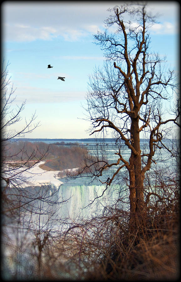 Tree Overlooking the Falls Photograph by Tammy Wetzel