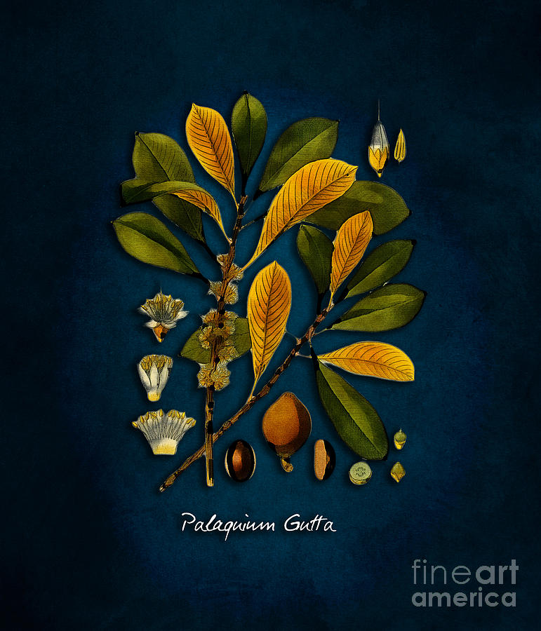 tree Palaquium gutta Digital Art by Justyna Jaszke JBJart