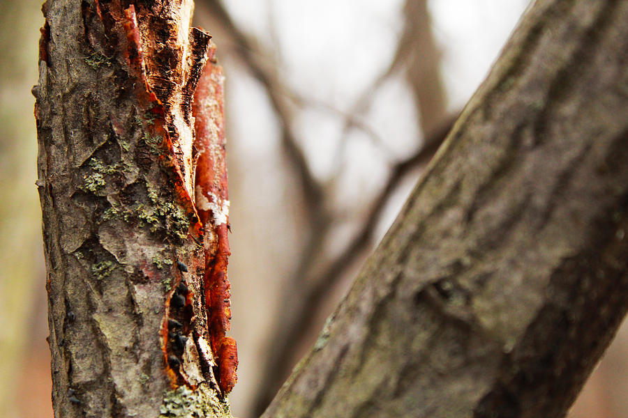 Nature Photograph - Tree Peel by Noah Bryant