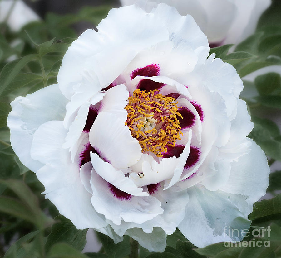 Tree Peony Photograph by Ann Jacobson