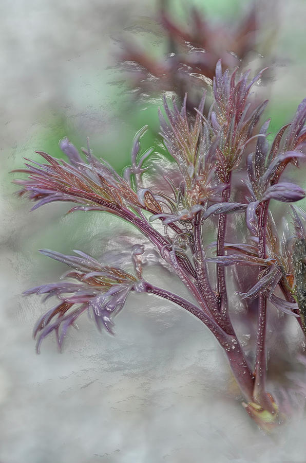 Tree Peony Branch Photograph by Don Zawadiwsky - Fine Art America