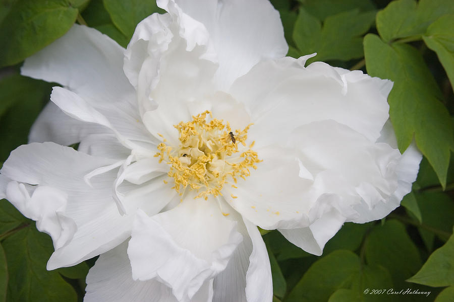 Flower Photograph - Tree Peony in Bloom by Carol Hathaway