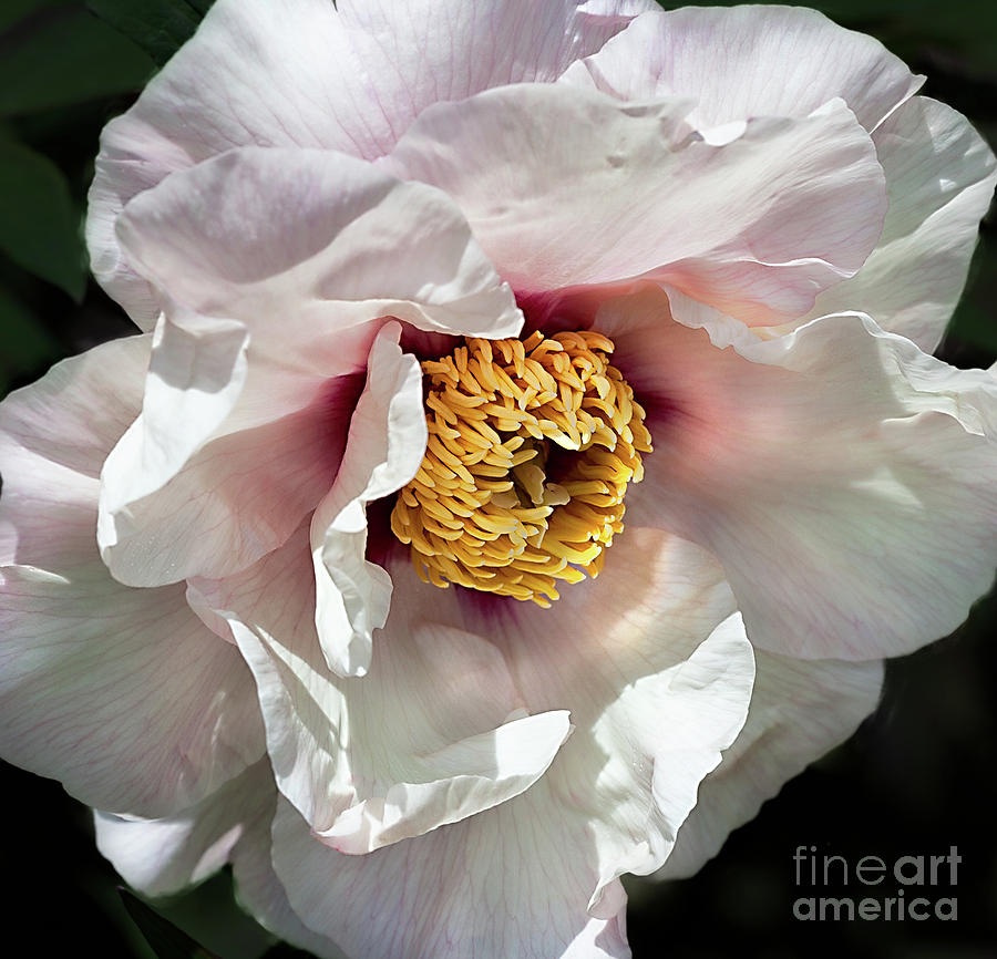 Tree Peony Mystery Photograph by Ann Jacobson