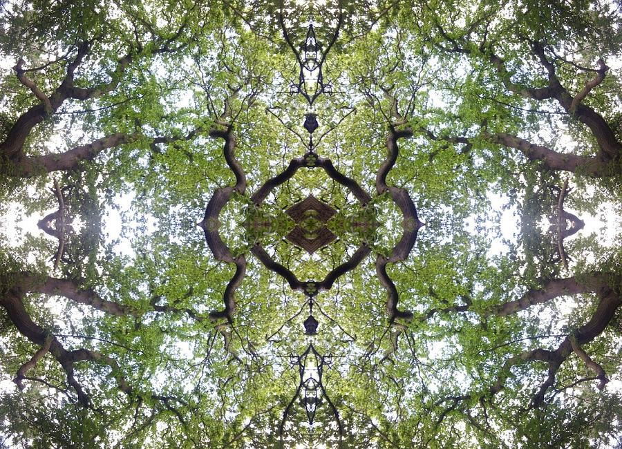 Tree Photo Fractal Photograph by Julia Woodman
