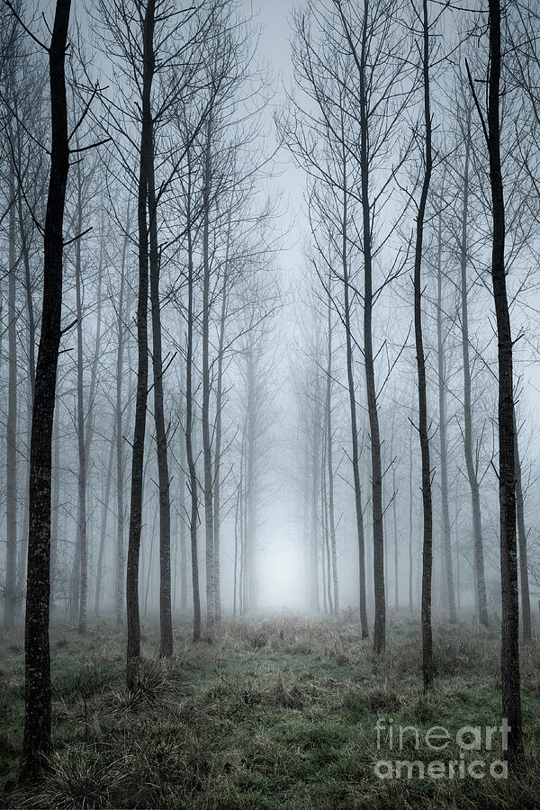 Tree Plantation In Fog Photograph