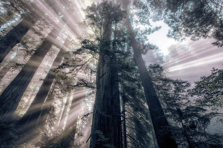Tree Power Photograph by Vincent James
