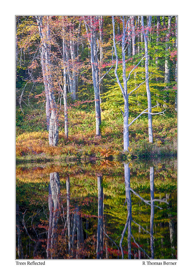 Tree Print Photograph by R Thomas Berner