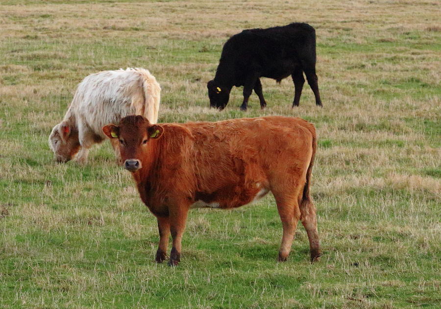 Three Rare Breed Cattle Photograph by Jeff Townsend