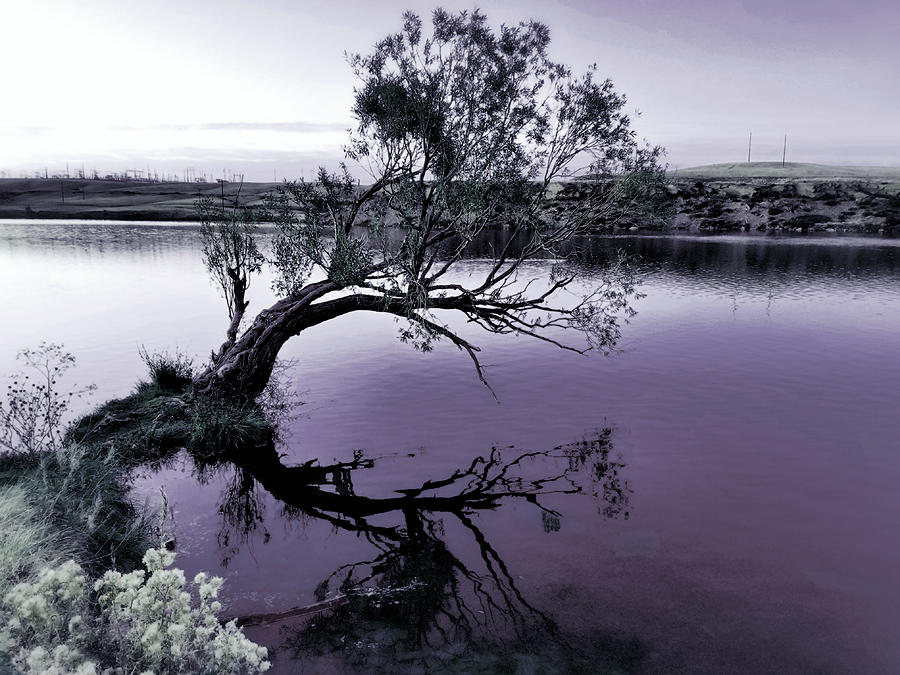 Abstract Digital Art - Tree Refection in Purple by Susan Kinney
