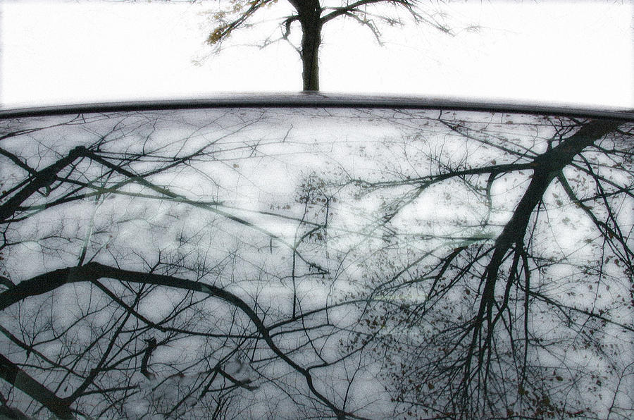 Tree Photograph - Tree-reflection # 02 by Huib Limberg