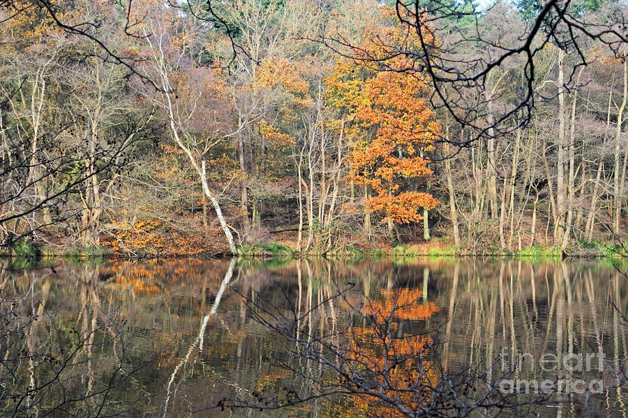 Tree Reflection Autumn Ends Photograph by Julia Gavin