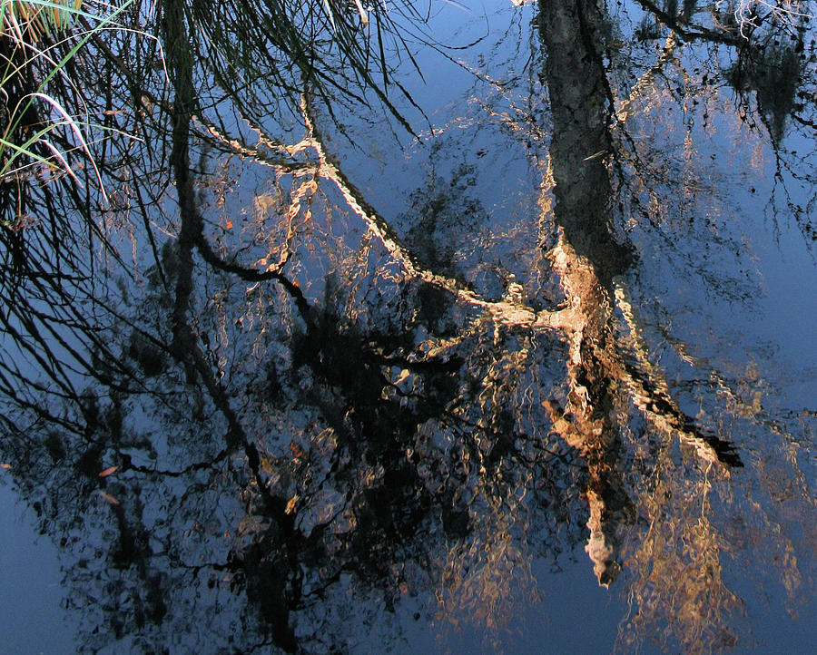 Tree Photograph - Tree reflection by Cathy Harper