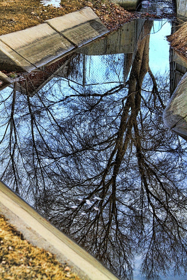 Fine Art America Photograph - Tree Reflection From No Where Photography Image by James BO Insogna
