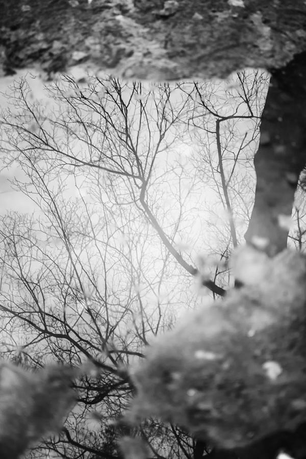 Frozen Tree Reflection Photograph by John Williams