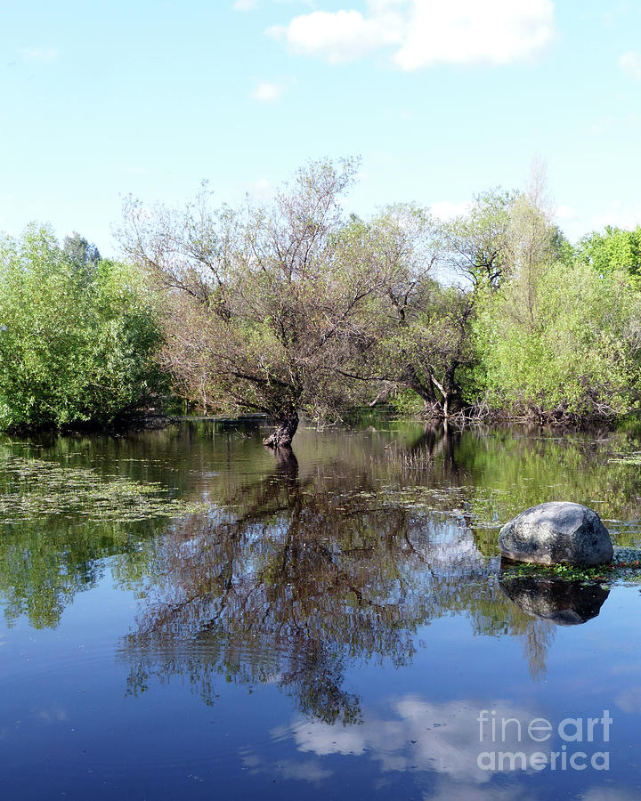 Tree reflection in pond Photograph by Paula Joy Welter