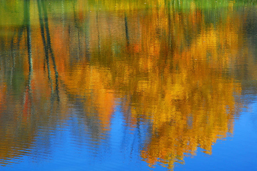 Tree Reflection Painting Photograph by Alan Lenk