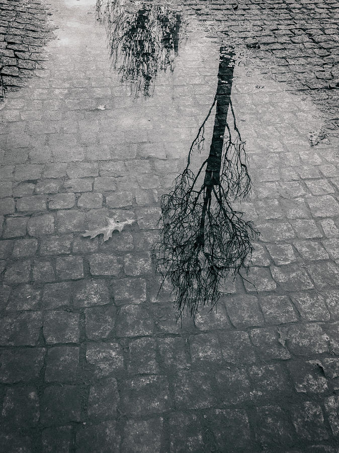 Tree reflection Photograph by Paulo Goncalves
