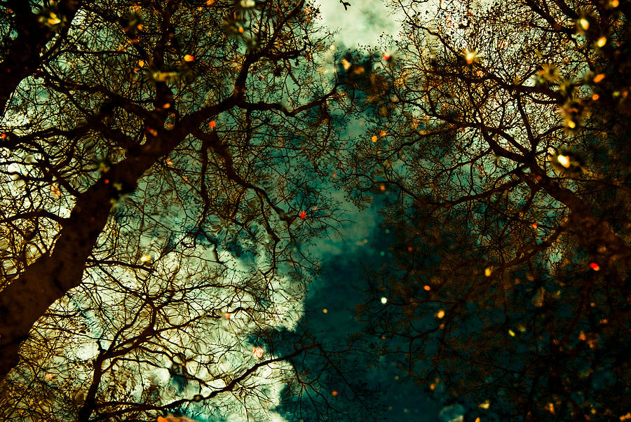 Tree Reflections Photograph by Grebo Gray