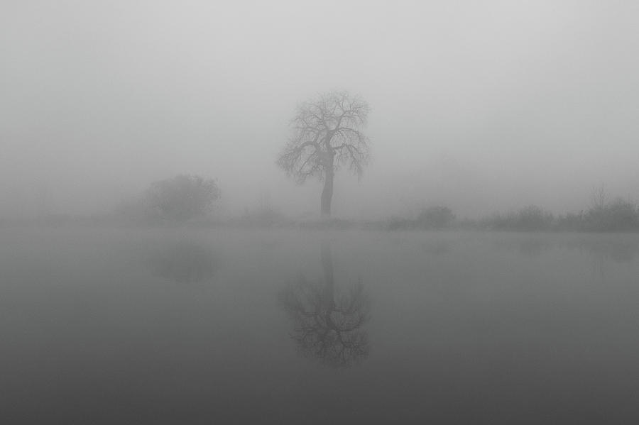Tree Reflections in the Fog Photograph by Tony Hake