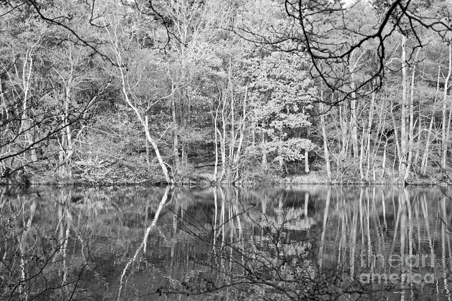 Tree Reflections Photograph by Julia Gavin