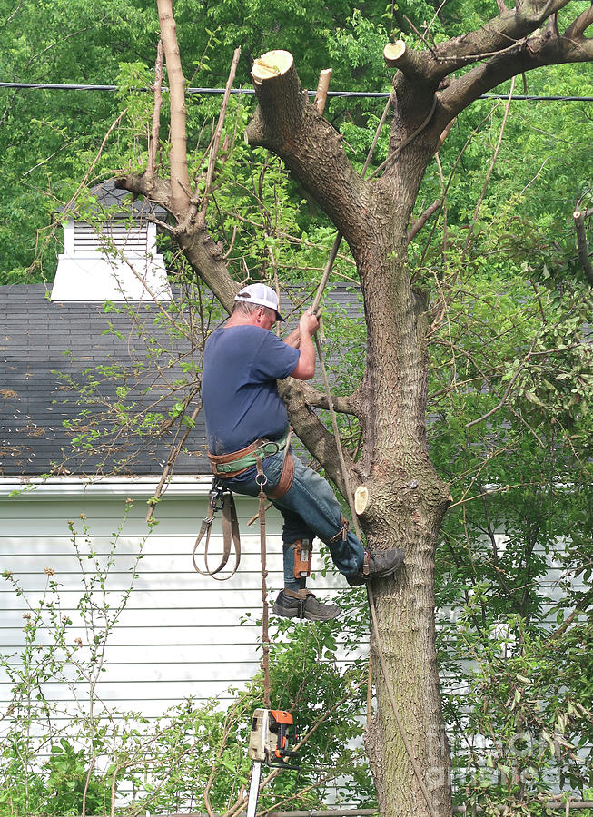 Tree Remover Photograph by Ann Horn