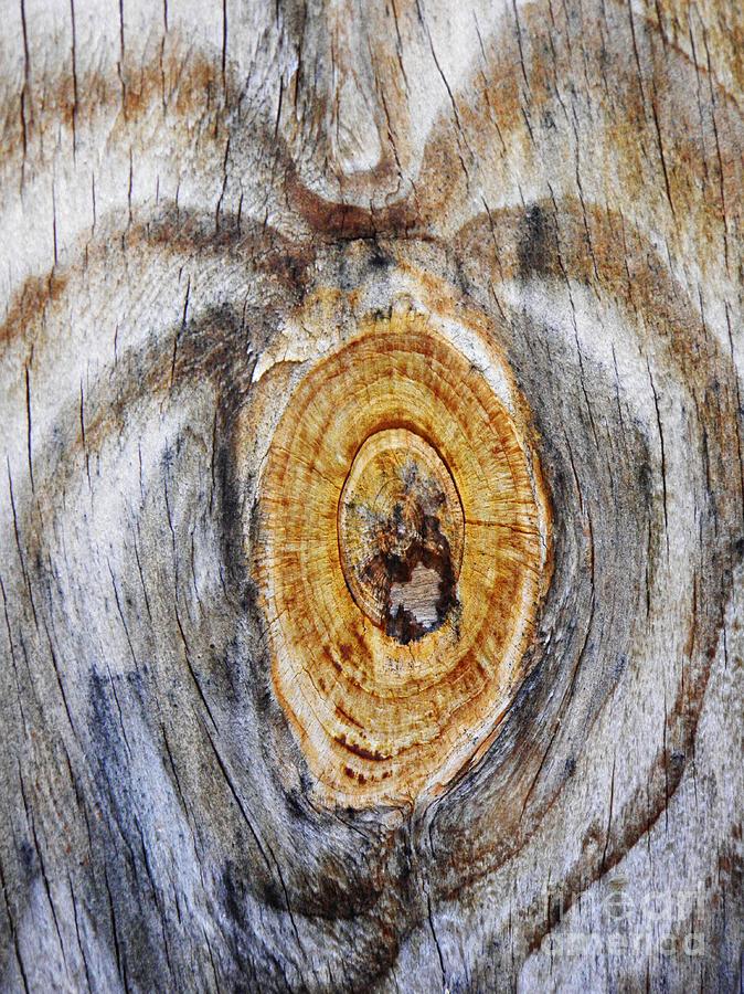 Tree Photograph - Tree Ring Abstract 1 by Sarah Loft
