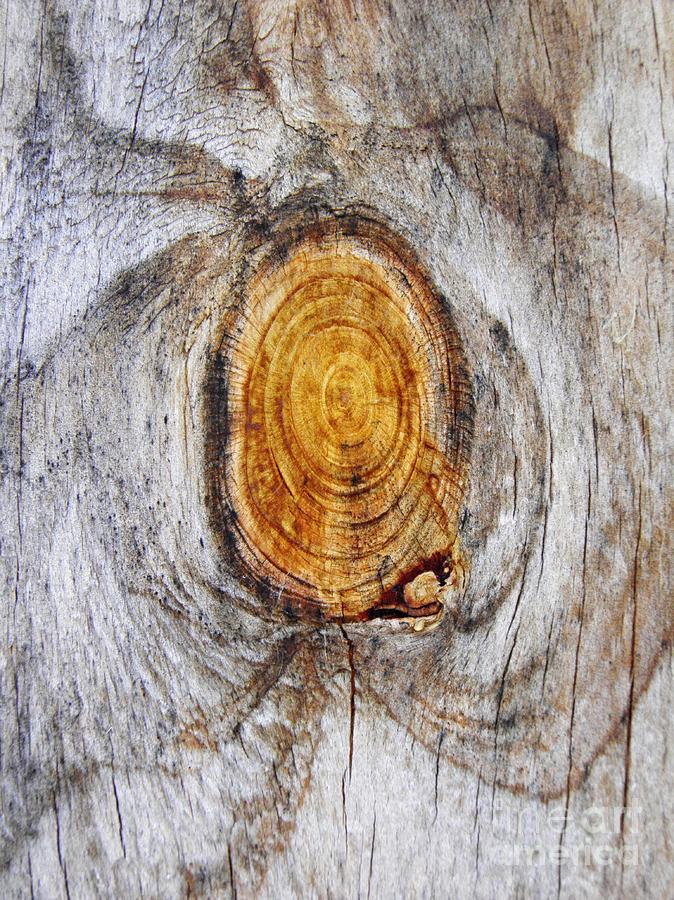 Tree Ring Abstract 2 Photograph by Sarah Loft