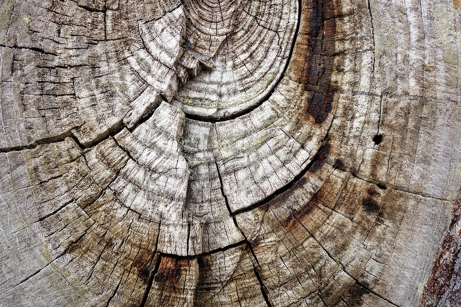 Tree Rings - photography Photograph by Ann Powell
