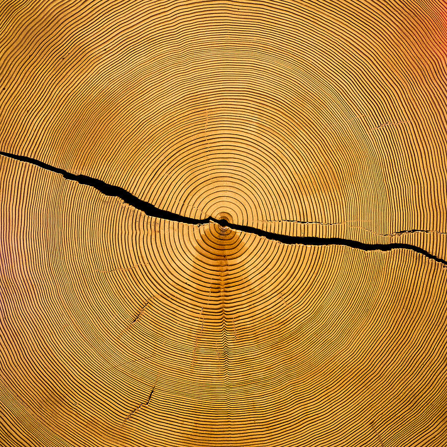 Tree Rings Photograph by Steven Ralser