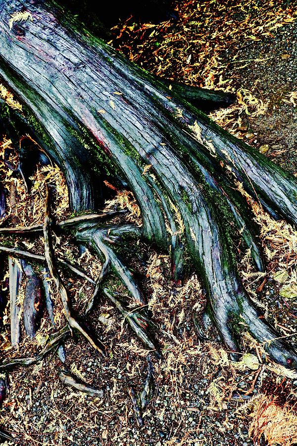 Tree Root Photograph