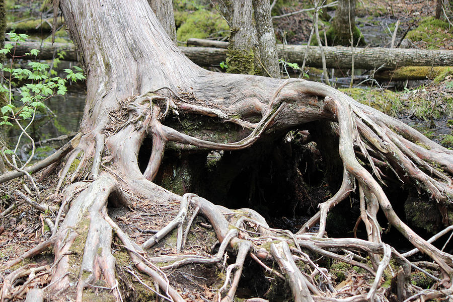 tree with roots and heart