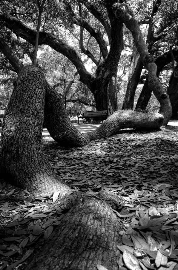 Tree Root in Black and White Photograph by Greg and Chrystal Mimbs