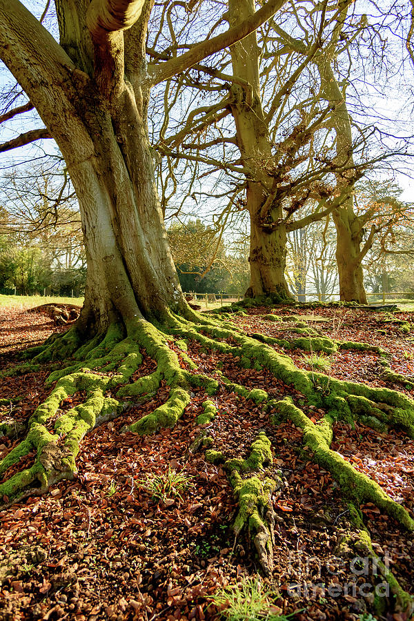 Tree roots and moss Photograph by Colin Rayner