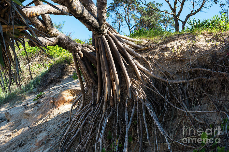 Tree roots Photograph by Andrew Michael