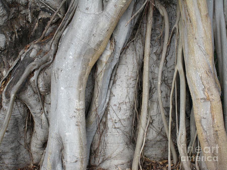 Tree Roots Photograph by Glenda Zuckerman