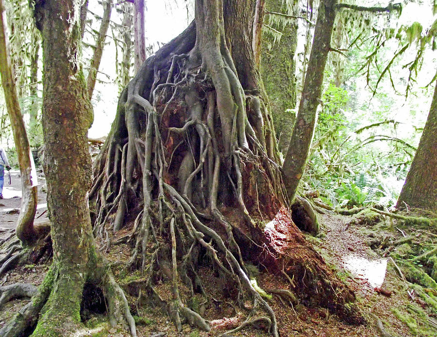 Tree Roots in Hoh Rain Forest, Olympic National Park, Washington Photograph by Ruth Hager