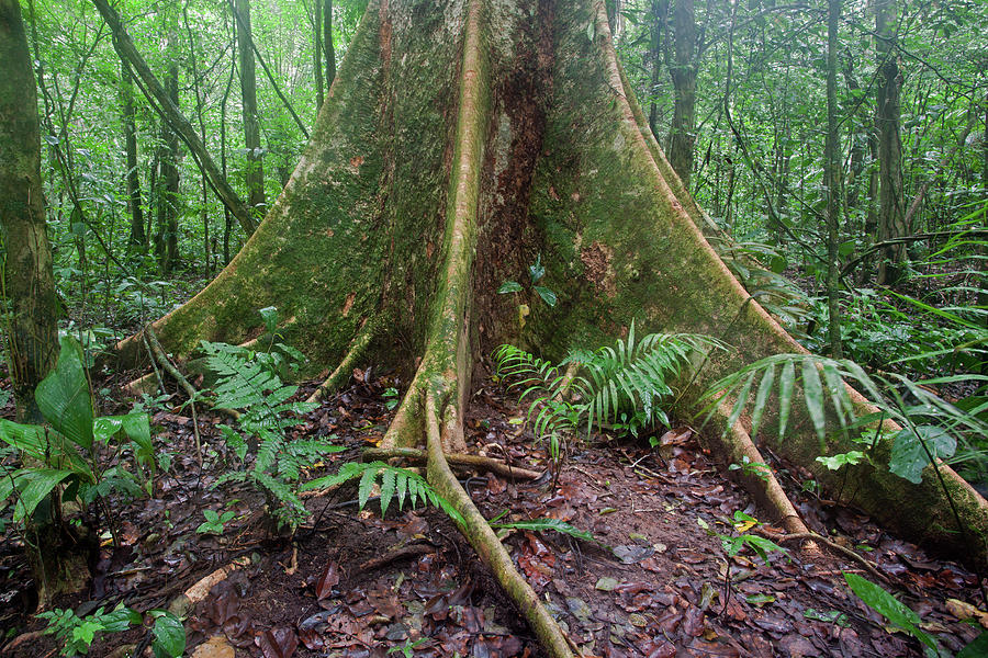 Tree Roots In Rainforest Photograph