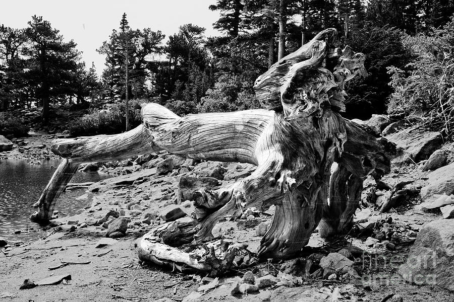 Tree Photograph - Tree Roots by James Jones Tree Photograph - Tree Roots by James Jones