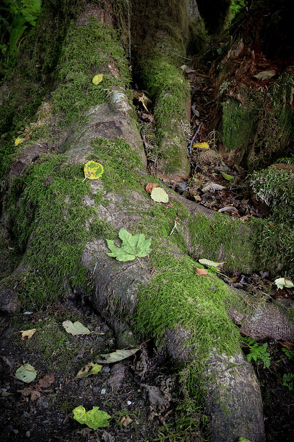 Tree Roots On Forest Floor Photograph