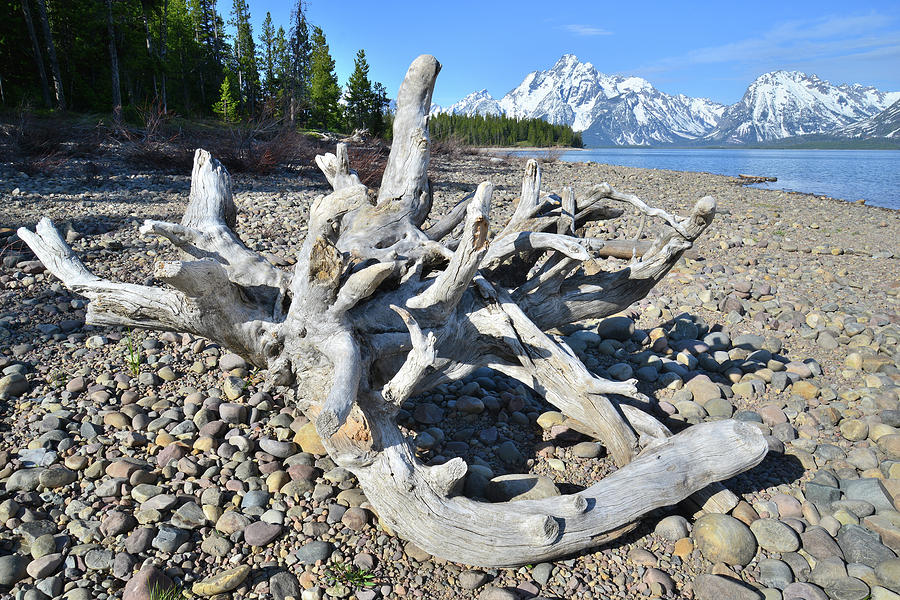 Tree Roots on Shore of Jackson Lake Photograph by Ray Mathis