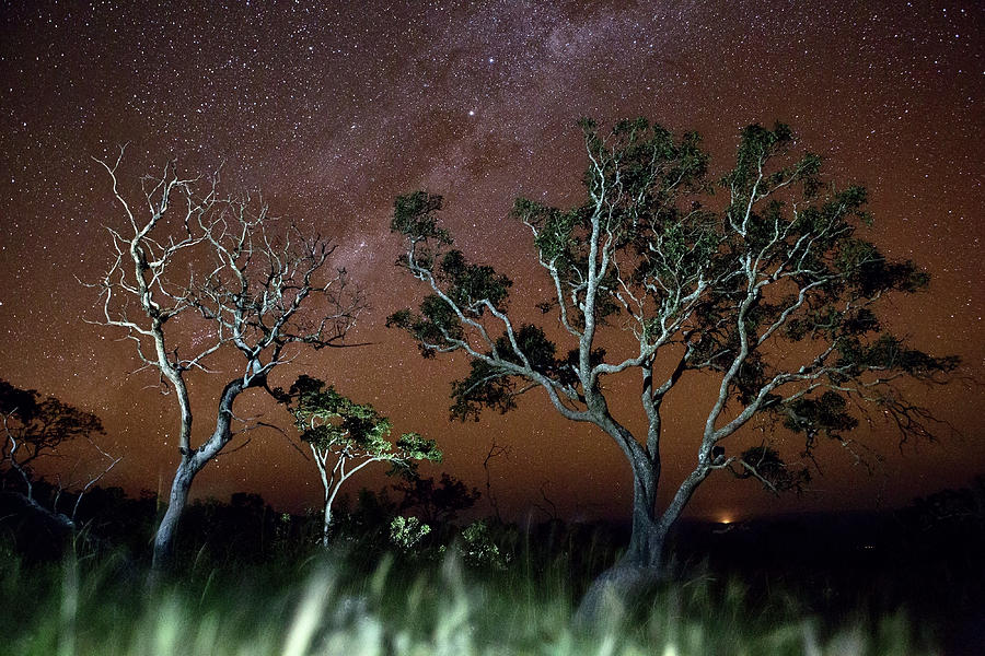 Tree savanna stars sky Serrania de Chiquitos Bolivia Photograph by Dirk Ercken