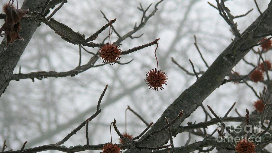 Tree Seed Pods Photograph