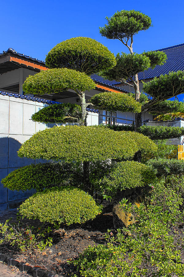 Japanese Gardens Series 84 Photograph by Carlos Diaz