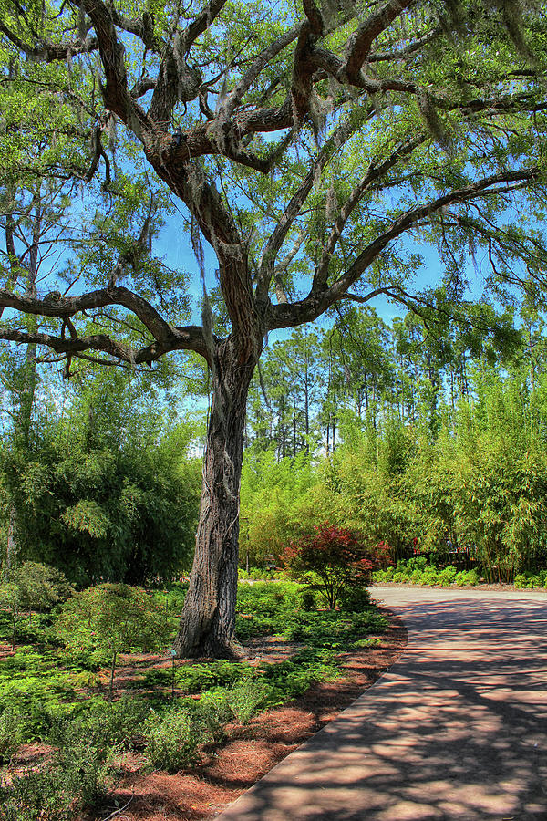 Tree Walkway 94 Photograph by Carlos Diaz