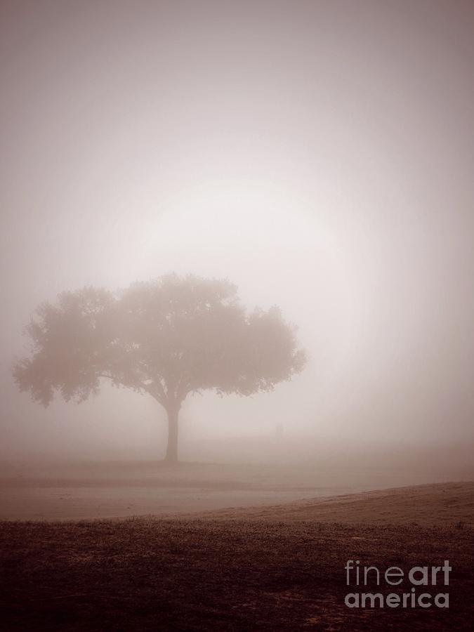Tree Shadow  Photograph by Ella Kaye Dickey
